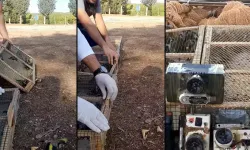 Kahramanmaraş'ta kaçırılmak istenen 80 saka kuşu doğaya bırakıldı