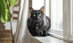 Cadılar Bayramı öncesi siyah kedi sahiplenmek yasaklandı