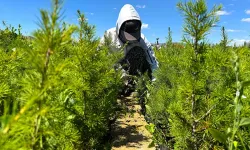 Kahramanmaraş'ta orman zirvesi… Haydi 11 Kasım’da fidan dikmeye