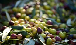 2025’te Zeytinyağına Yoğun İlgi: Kahramanmaraş’ta Fiyatlar Ne Durumda?