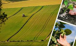 Kahramanmaraşlı çiftçilere güzel haber! Destek ödemesi hesaplarda!