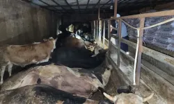 Kahramanmaraş'ta 6 büyükbaş hayvan yanarak telef oldu