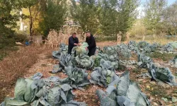 Kahramanmaraş’ta 60 kiloya yaklaşan dev lahana görenleri hayrete düşürüyor