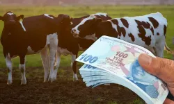 Kahramanmaraşlı çiftçilere müjde: Hayvancılık destek başvuruları açıldı, son gün 1 Aralık