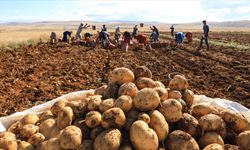 Ticaret Bakanlığı’ndan 'patates fiyatı' açıklaması! 'İddialar gerçeği yansıtmıyor'