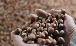 Sakarya, Düzce, Kocaeli güncel fındık fiyatları: TMO mu, tüccar mı daha yüksek veriyor?