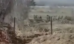 Kahramanmaraş'ta Domuz Alarmı: Halk Tedirgin Oldu