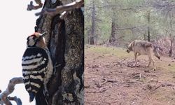 Kahramanmaraş ormanlarında büyük sürpriz! Görüntülediği hayvanlar herkesi şaşırttı