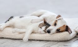 Kahramanmaraş’ta evcil hayvan sahipleri için son çağrı: 31 Aralık son gün