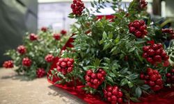 Kokina Çiçeği Nedir ve Neden Yılbaşının Vazgeçilmezidir? Hangi Dilekleri Gerçekleştiriyor?