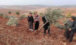 Vallahi pes! Binlerce ağacı kökünden kestiler