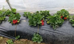 Manisa’da üretiliyor, Kahramanmaraş'ta kilosu 200 TL