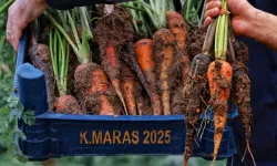 Genetiğiyle Hiç Oynanmadı: Kahramanmaraş’ın Toprağından Fışkıran Turuncu Mucize!