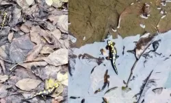 Nadir rastlanan benekli semender Kahramanmaraş'ta görüldü