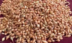 'Toprak Hazır' Alarmı: Soğan Tohumları Şimdi Ekilmeli!