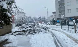 Kahramanmaraş'ta kar yükünü taşıyamayan ağaç dalları zarar gördü