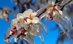 Kahramanmaraş için ‘zirai don’ alarmı: Uzmanlar uyardı!