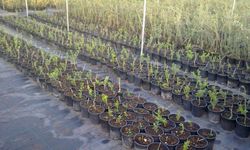 Onikişubat Belediyesi Bitki ve Fidan Alımı İçin İhaleye Çıkıyor