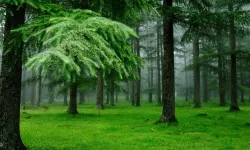 Kahramanmaraş’ta Orman Arazileri İçin Yönetmelik Değişti: İşte Detaylar