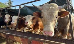 Kahramanmaraş'ta Besilik Sığır İthalatı Başvuruları Başladı