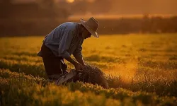 Kahramanmaraş'ta çiftçiyi sevindiren haber: Tarım sigortalarında yeni dönem başladı!