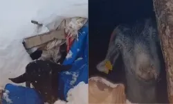 Kahramanmaraş'ta Kar Esareti: Besicilerin Zorlu Mücadelesi