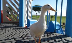 Rüyada Ördek Görmek Ne Anlama Gelir? İşte Renklerine Göre Ördek Tabirleri