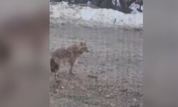 Kahramanmaraş'ta aç kurt yerleşim alanına indi