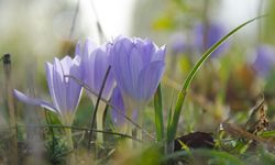 Toprağa Cemre Ne Zaman Düşer? 2026 Mart Ayı Cemre Takvimi