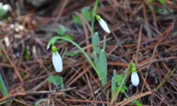 Kahramanmaraş'ta koparan yandı: Ceza 700 bin liraya dayandı