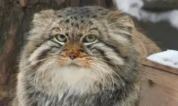 Pallas Kedisi Neden Öldü? Herkesin Sevdiği O Fenomen Kediden Acı Haber!