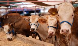 Kurbanlık Arayanlar Dikkat! Kahramanmaraş’ta 2026 Fiyatları Belli Oldu