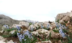 Kahramanmaraş Afşin'de Karların Arasından Çıkan Mucize Çiçek