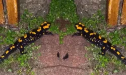 Nesli tükenme tehlikesinde: Kahramanmaraş'ta görüldü