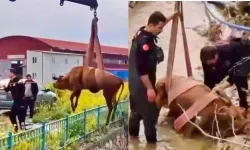 Kahramanmaraş'ta Kanala Düşen İnek İtfaiye Tarafından Kurtarıldı