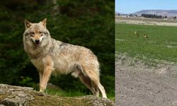 Kahramanmaraş’ta Kurtlar Yerleşim Yerine İndi