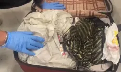 Kahramanmaraş Dahil 25 İlde Operasyon: 255 Kişi Gözaltına Alındı