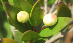 Mezarlara neden mersin dalı bırakılır? İşte asırlardır süren o geleneğin sırrı!