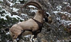 Kahramanmaraş’ta Yaban Keçisi Sayısı 1100’e Yükseldi