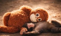 Yavru maymun Punch son hali nasıl? Punch öldü mü, sağlığı nasıl?