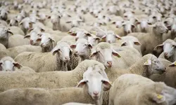 Küçükbaş Hayvancılık Desteği 2026 Başvuru Rehberi: 150 Bin Hayvan Dağıtılacak