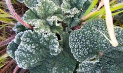 Kahramanmaraş'ta Tarımsal Alarm: Bakanlık Zirai Don Riskine Karşı Uyardı