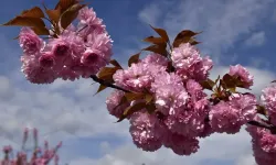 Japonya 2026 Sakura Takvimi Açıklandı: Kiraz Çiçeği Festivali Ne Zaman?