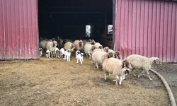 Kahramanmaraş’ta hayvancılığa dev hibe: 180 bin TL nakit desteği başladı!