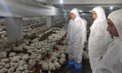 Tabağınızdaki Tavuk Güvende mi? Kahramanmaraşlı Ekipler Gece Gündüz Sahada