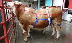 Kahramanmaraş'ta Kurban Bayramı öncesi cepler fena yanacak!