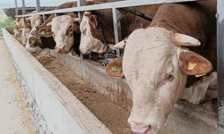 Kahramanmaraş’ta Kırsal Kalkınma Hamlesi: 150 Bin Kişiye Destek Hedefi