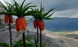 Kahramanmaraş'ta bu çiçeği koparan yarım milyondan fazla ödüyor!