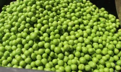 Kuyumcu vitrini değil, manav tezgâhı: Yeşil erik Kahramanmaraş'a lüks geldi!