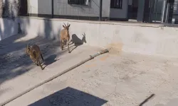 Kahramanmaraş'ta Sıra Dışı Anlar: Dağ Keçileri Sitenin Altını Üstüne Getirdi!